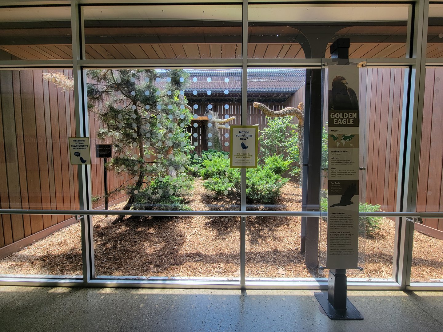 National Aviary - Eagle Hall, Golden eagle (formerly bald eagle)
