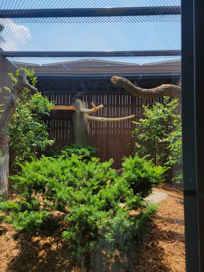 National Aviary - Eagle Hall, Golden eagle (formerly bald eagle)