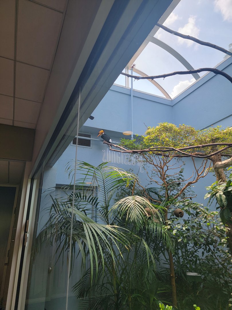 National Aviary - Eagle Hall, Toco toucan and Edwards/Vietnam pheasant