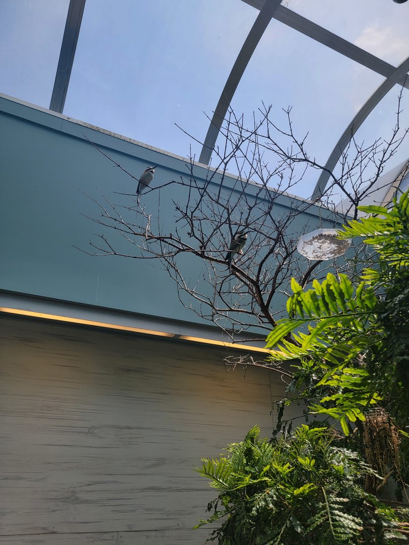 National Aviary - Grasslands, White-throated Bee-eaters