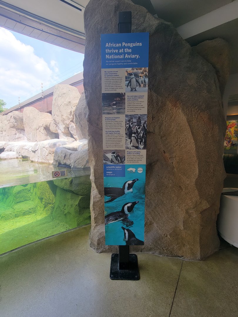 National Aviary - Penguin Point, African penguins