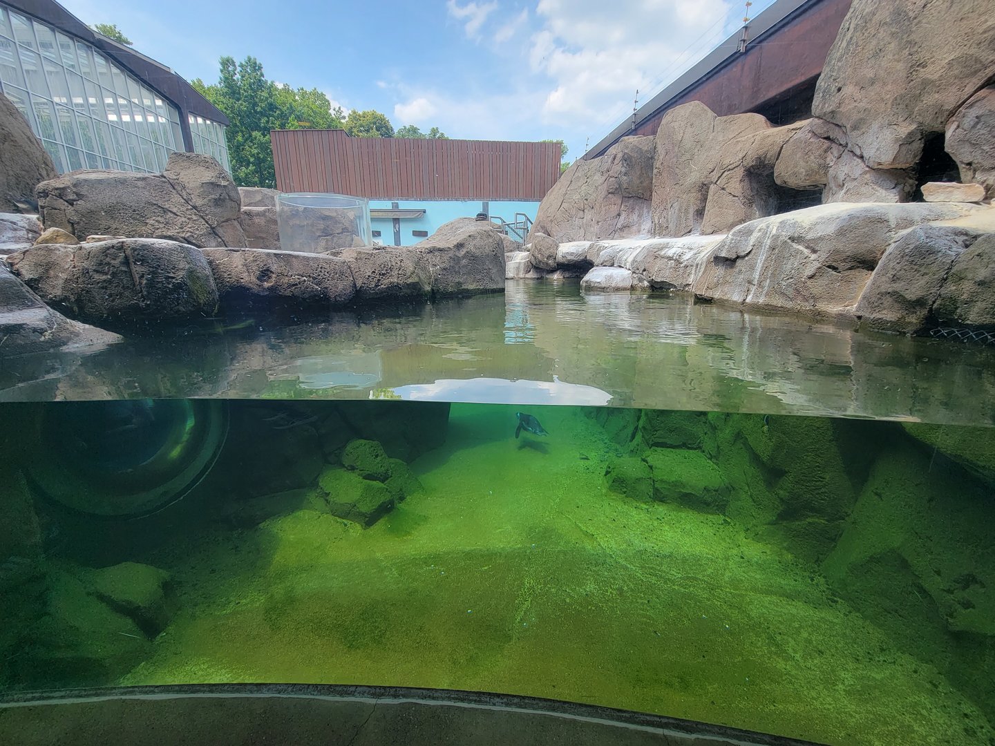 National Aviary - Penguin Point, African penguins
