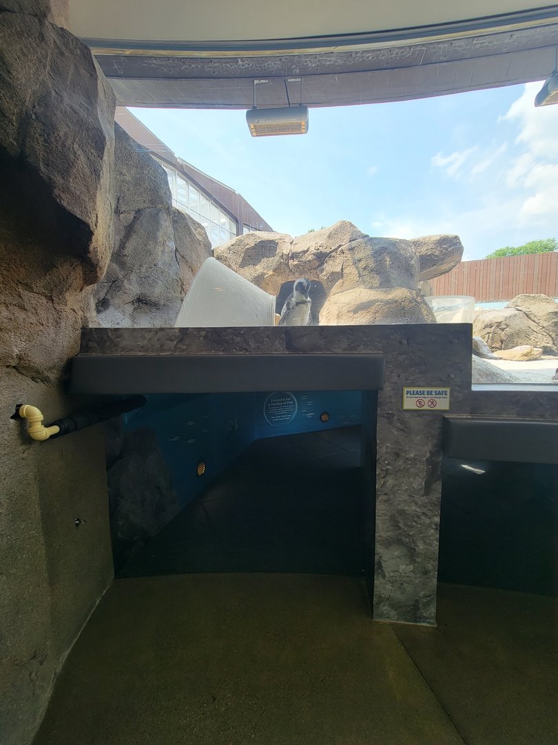 National Aviary - Penguin Point, African penguins