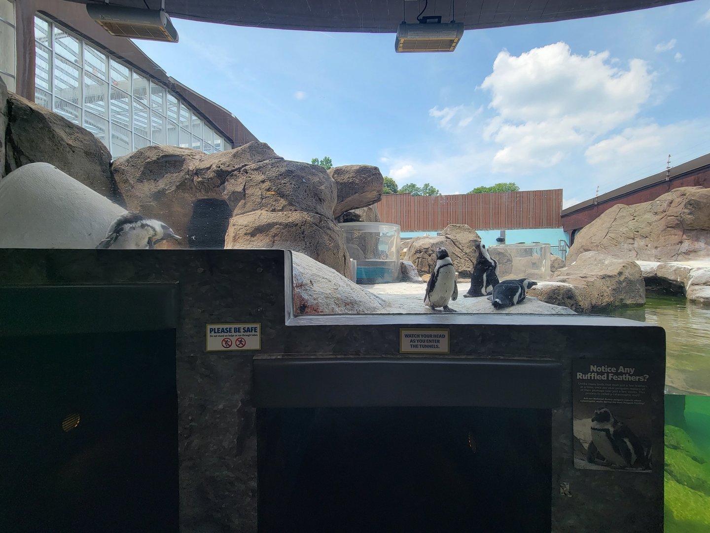 National Aviary - Penguin Point, African penguins