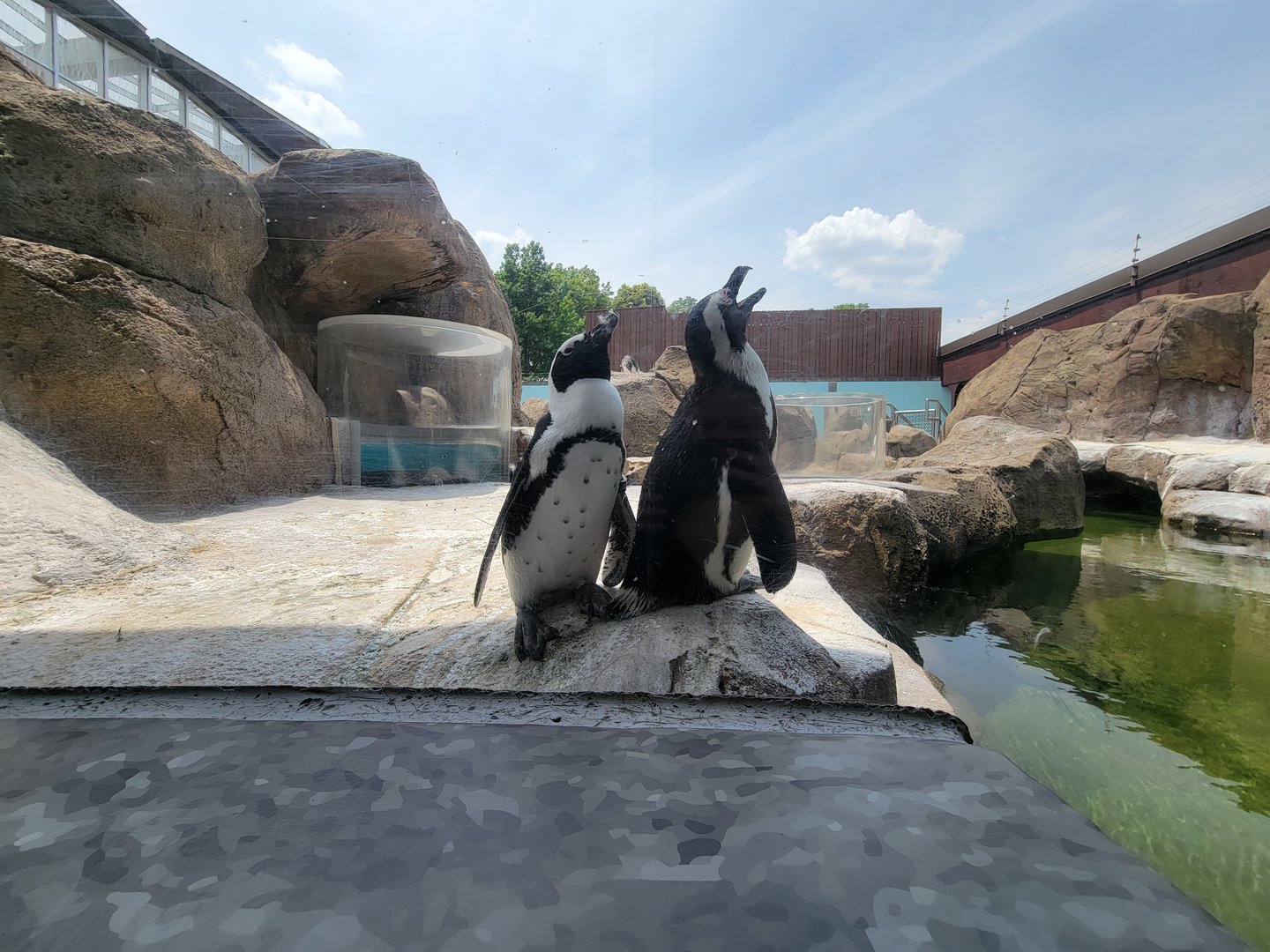 National Aviary - Penguin Point, African penguins
