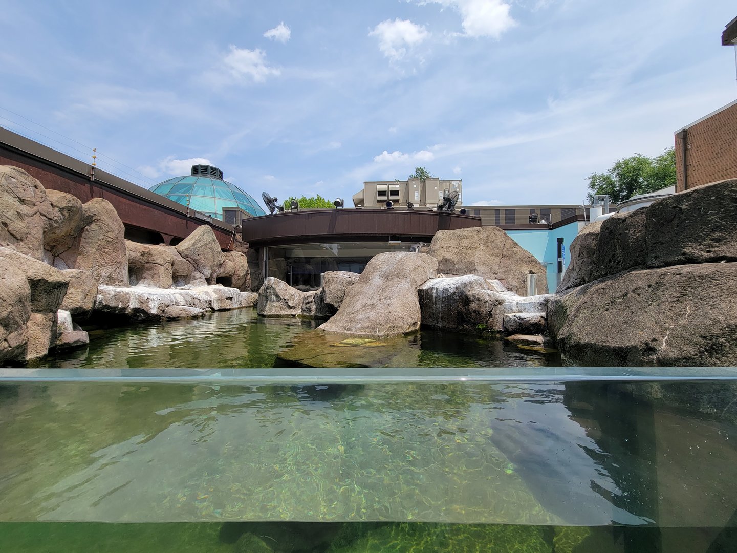 National Aviary - Penguin Point, African penguins