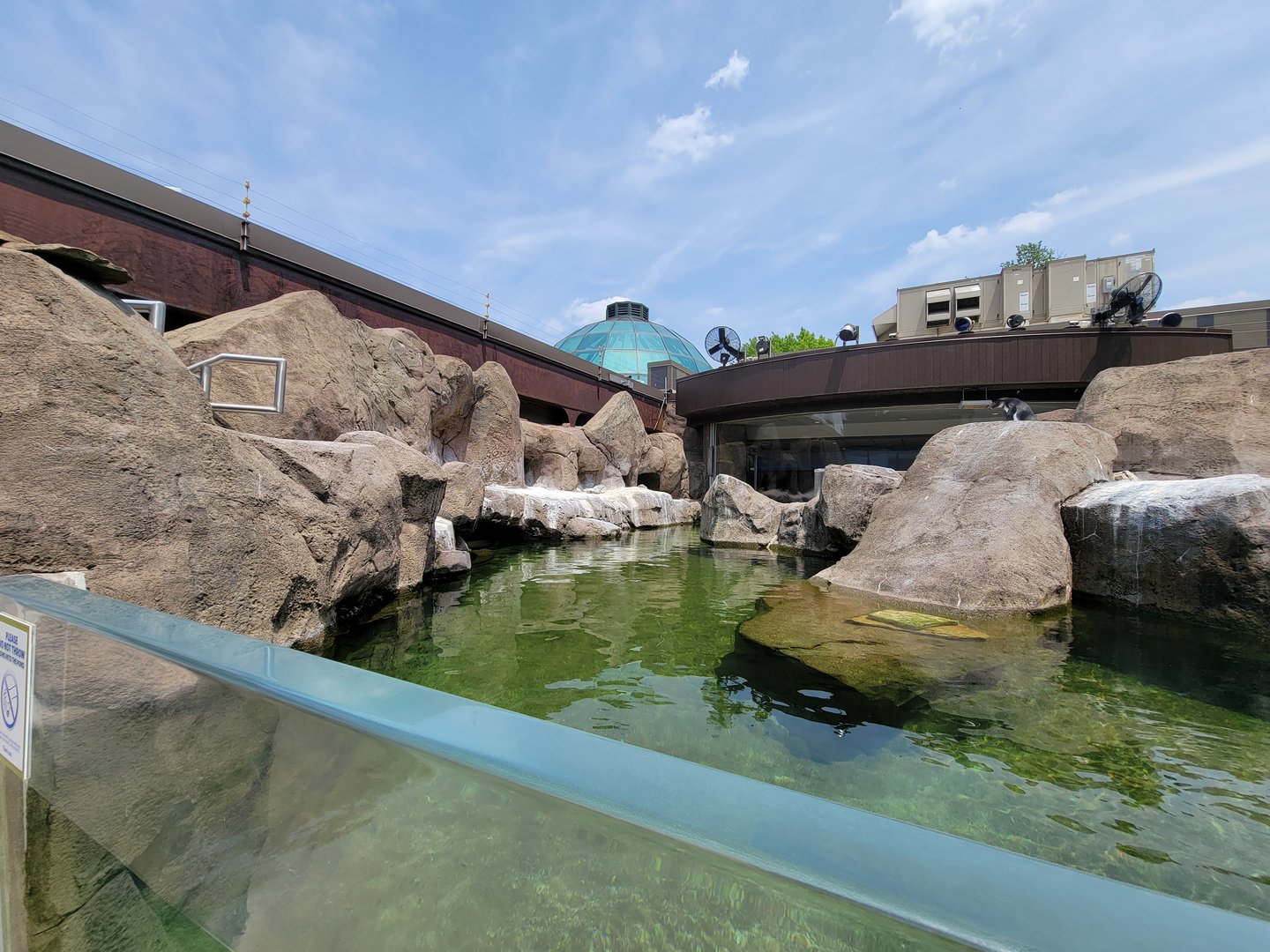 National Aviary - Penguin Point, African penguins