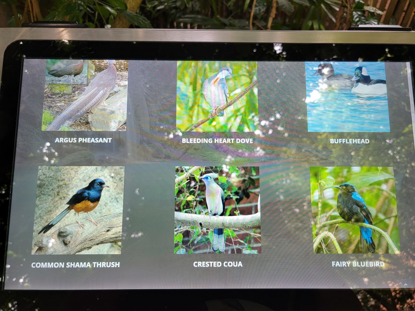 National Aviary - Tropical Rainforest, example of screen signage