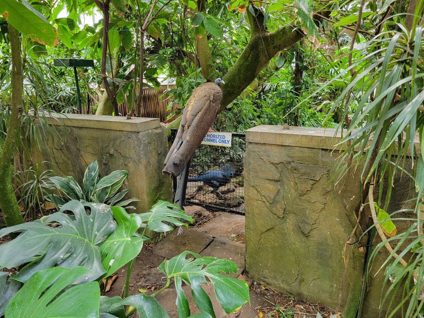 National Aviary - Tropical Rainforest, Great Argus and Victoria crowned pigeon