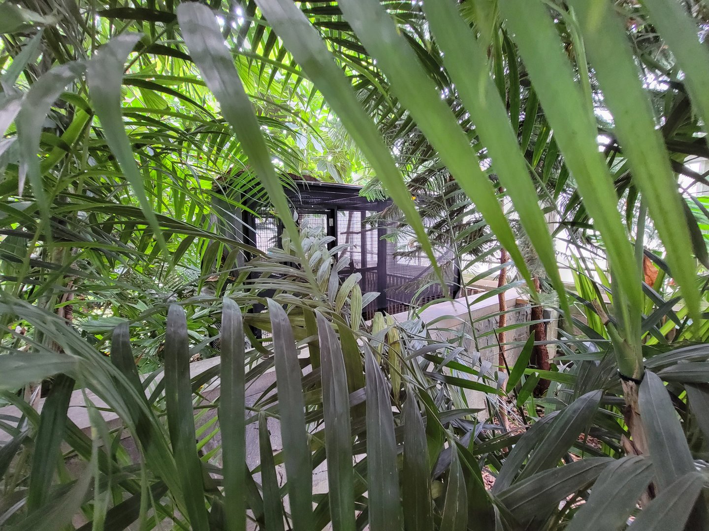 National Aviary - Tropical Rainforest, hidden howdy cage