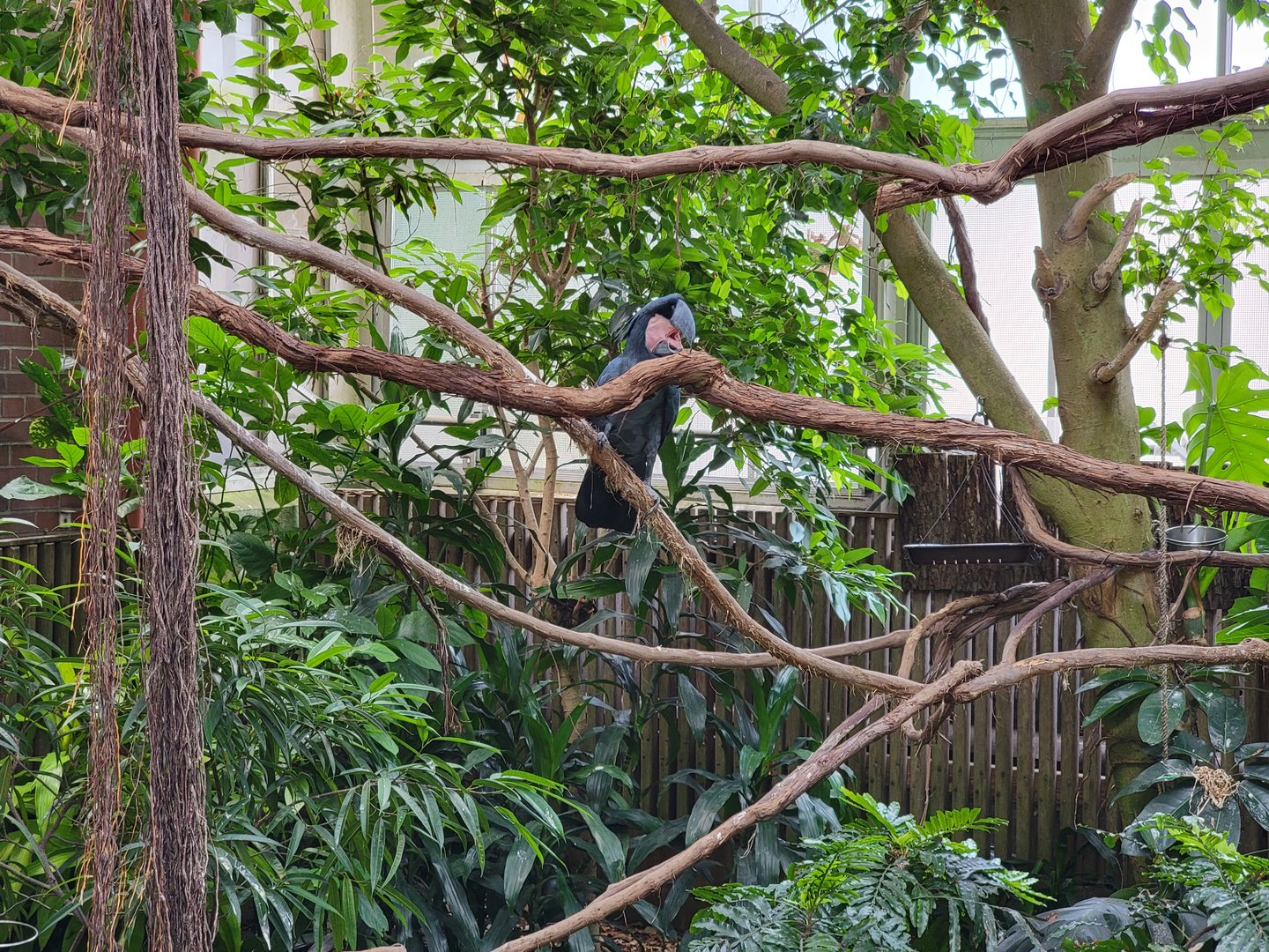 National Aviary - Tropical Rainforest, Palm cockatoo