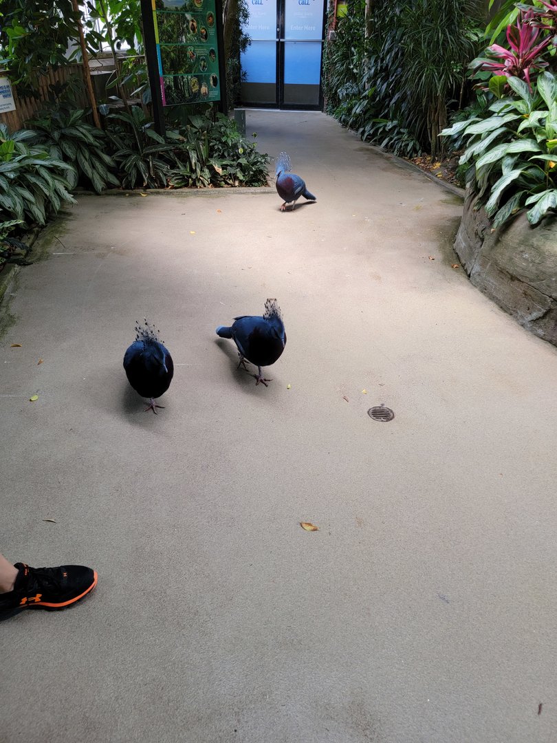 National Aviary - Tropical Rainforest, Victoria crowned pigeons