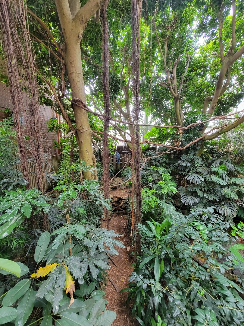 National Aviary - Tropical Rainforest