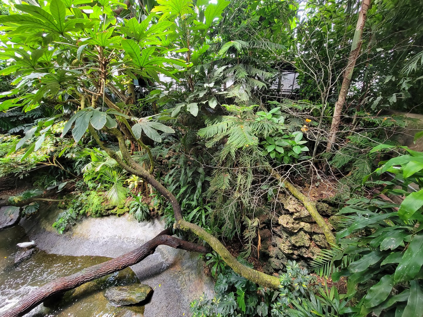 National Aviary - Tropical Rainforest