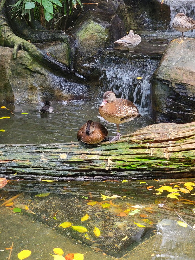 National Aviary - Tropical Rainforest