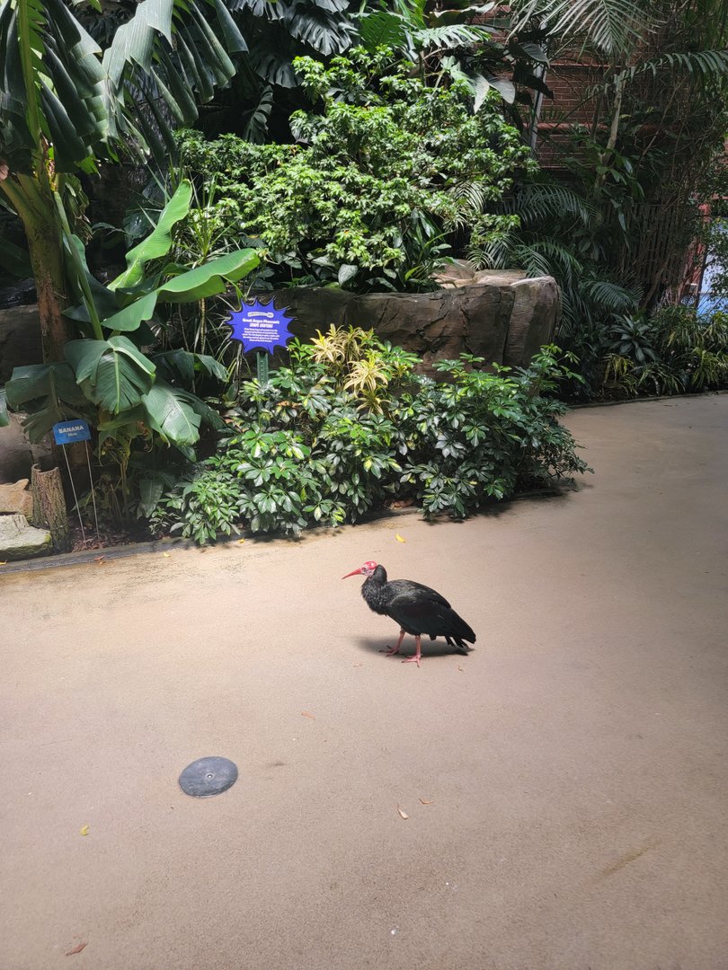 National Aviary - Tropical Rainforest