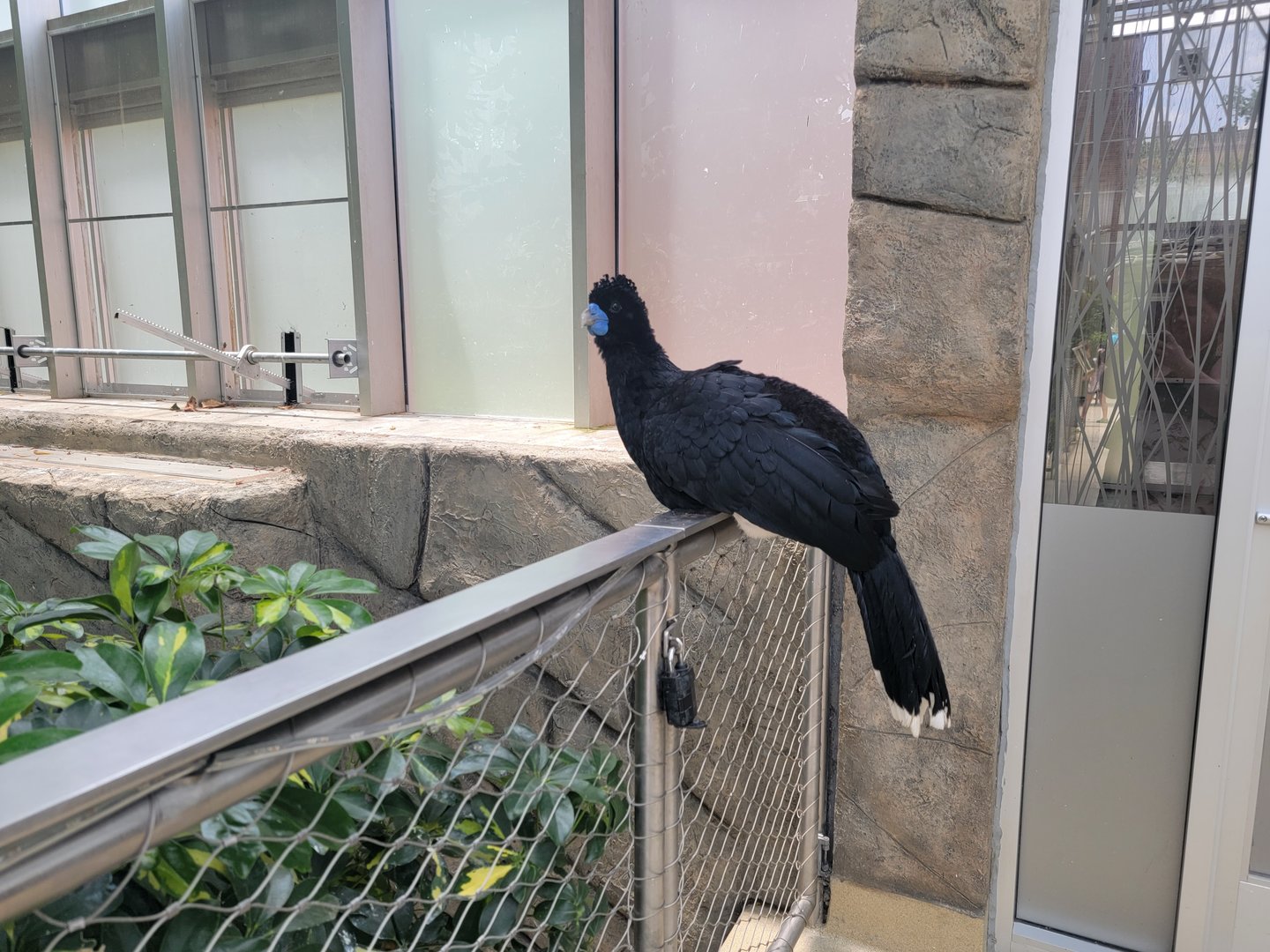 National Aviary - Wetlands, Blue-billed curassow greeter