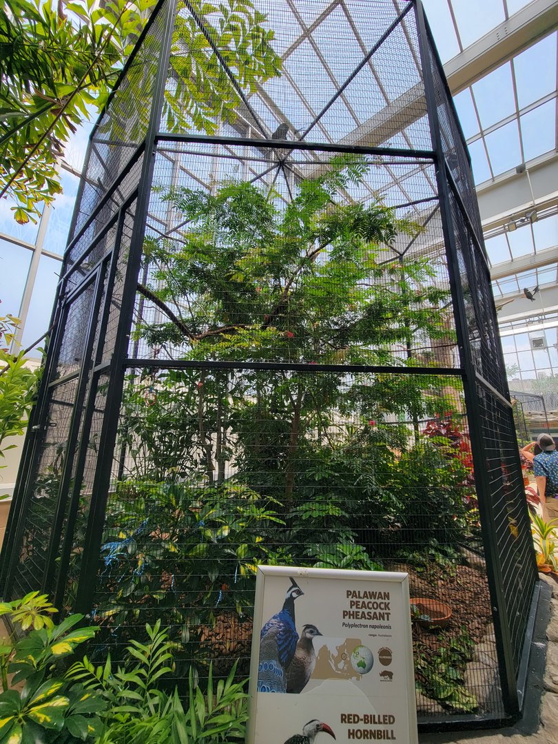 National Aviary - Wetlands, Palawan peacock-pheasant and northern red-billed hornbill