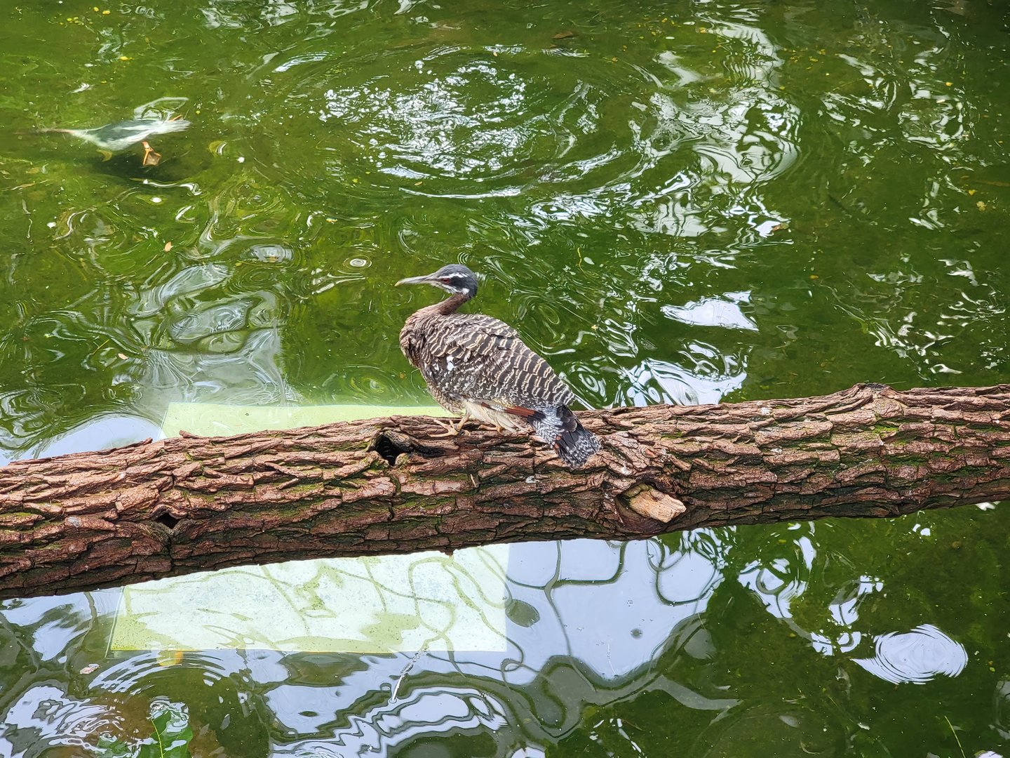 National Aviary - Wetlands, Sunbittern and underwater duck