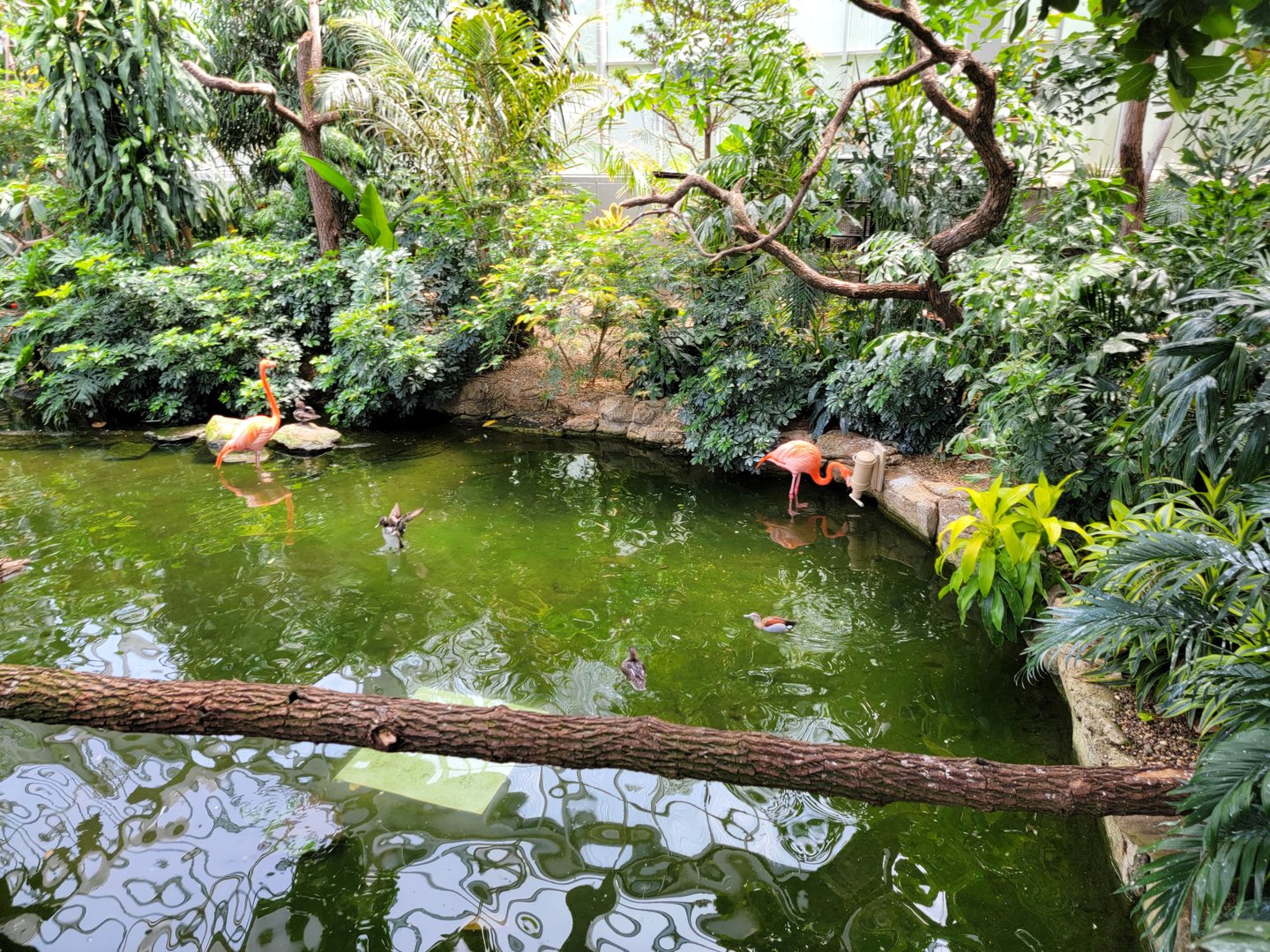 National Aviary - Wetlands, wandering flamingos