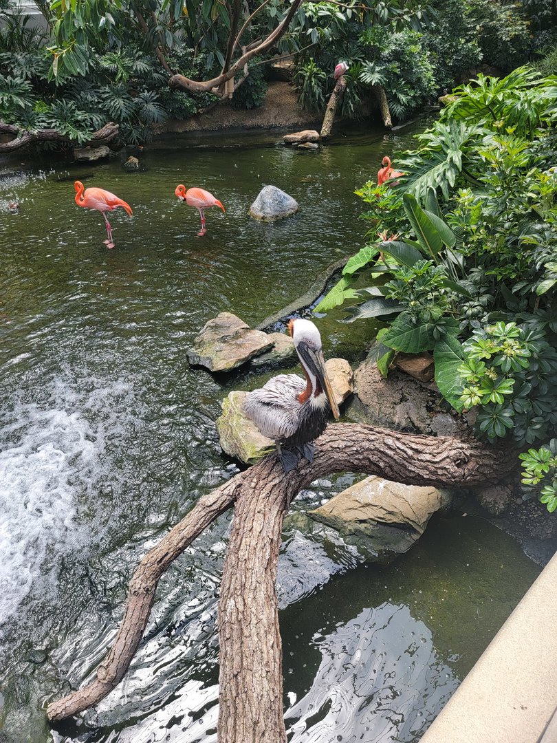 National Aviary - Wetlands