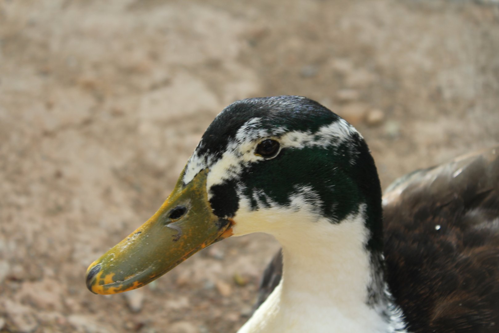 National Gardens - Domestic Duck