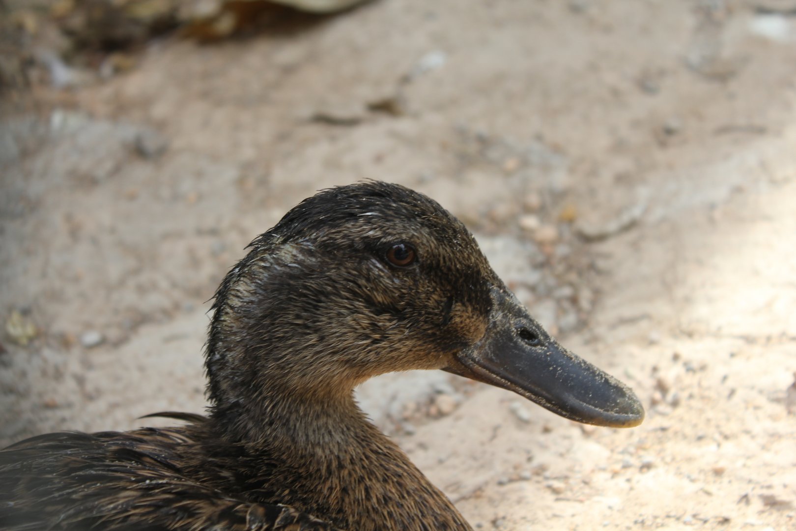 National Gardens - Domestic Duck