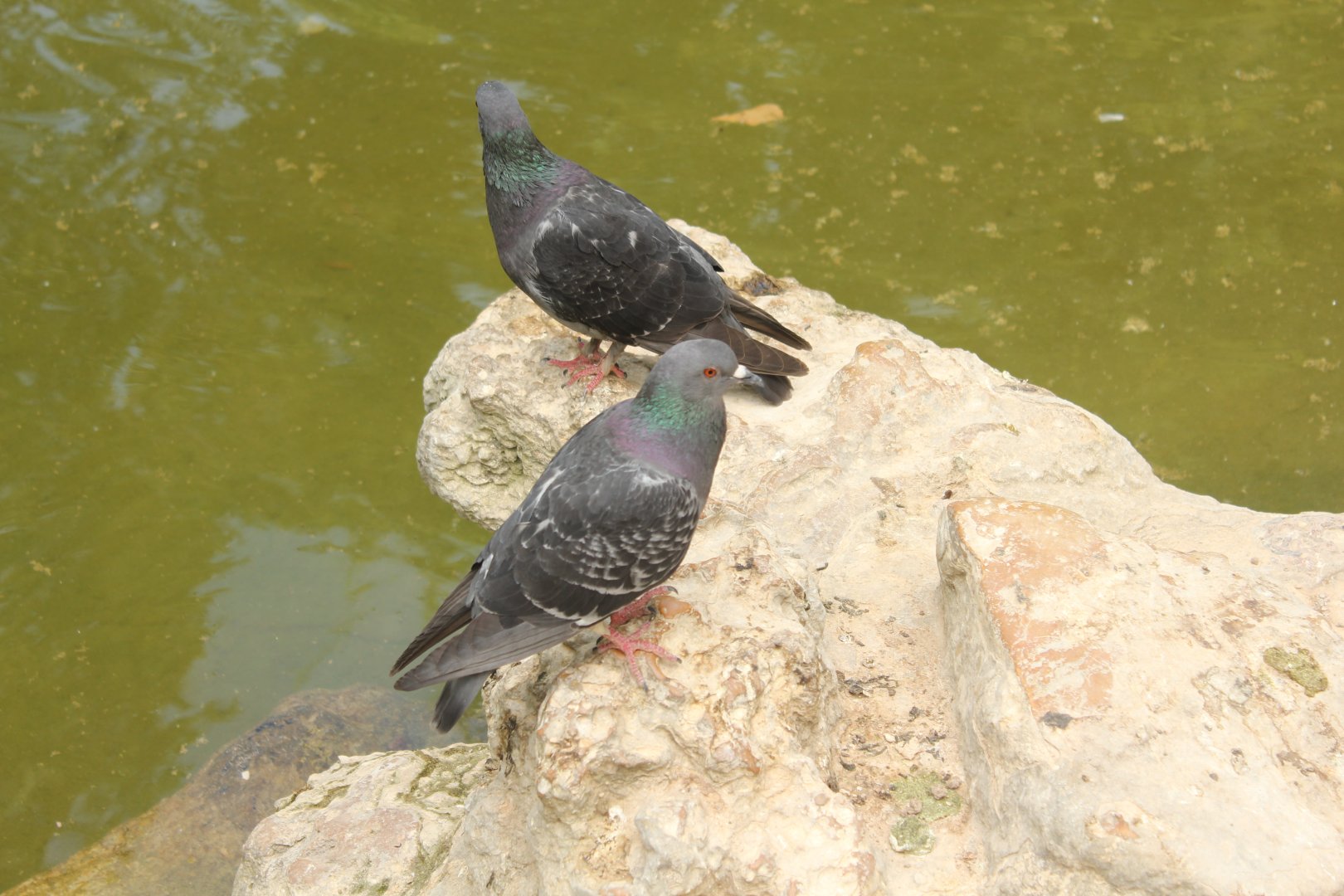 National Gardens - Feral Rock Pigeons