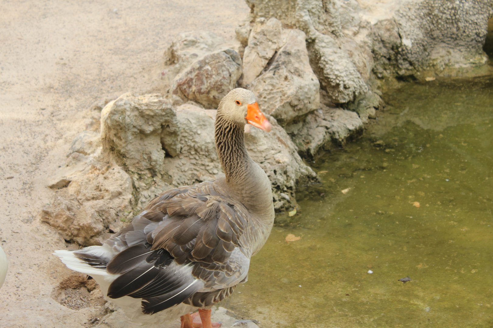National Gardens - Greylag Goose