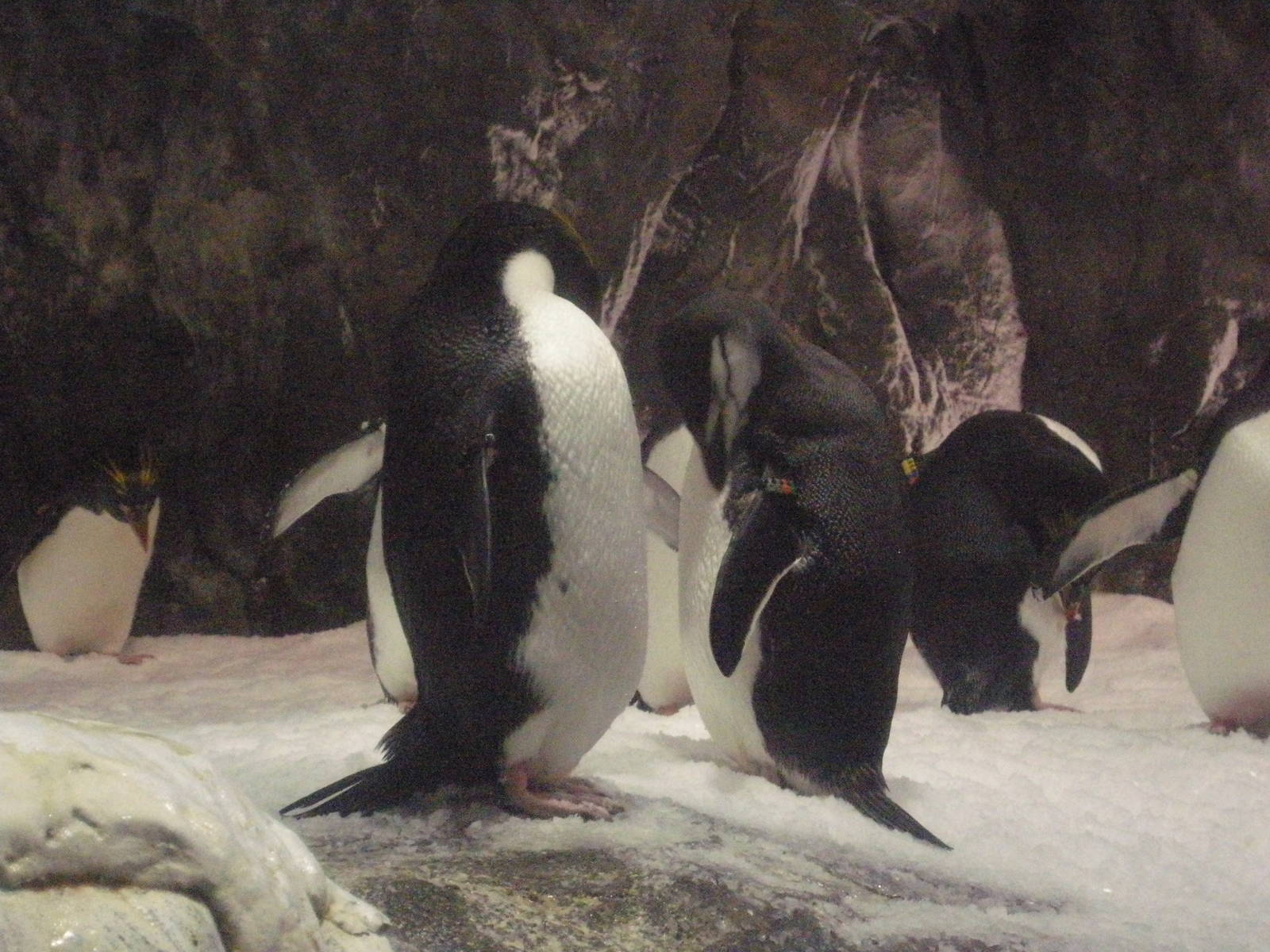 National Museum of Marine Biology and Aquarium