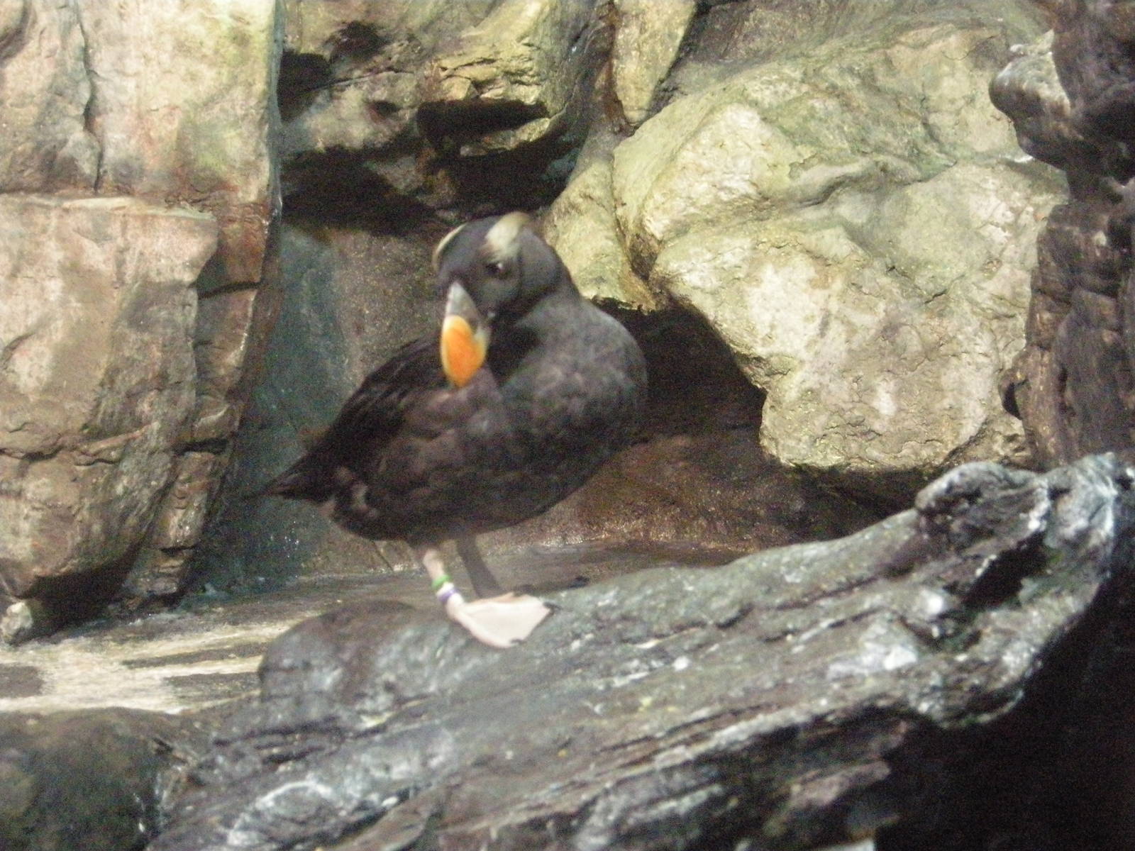 National Museum of Marine Biology and Aquarium