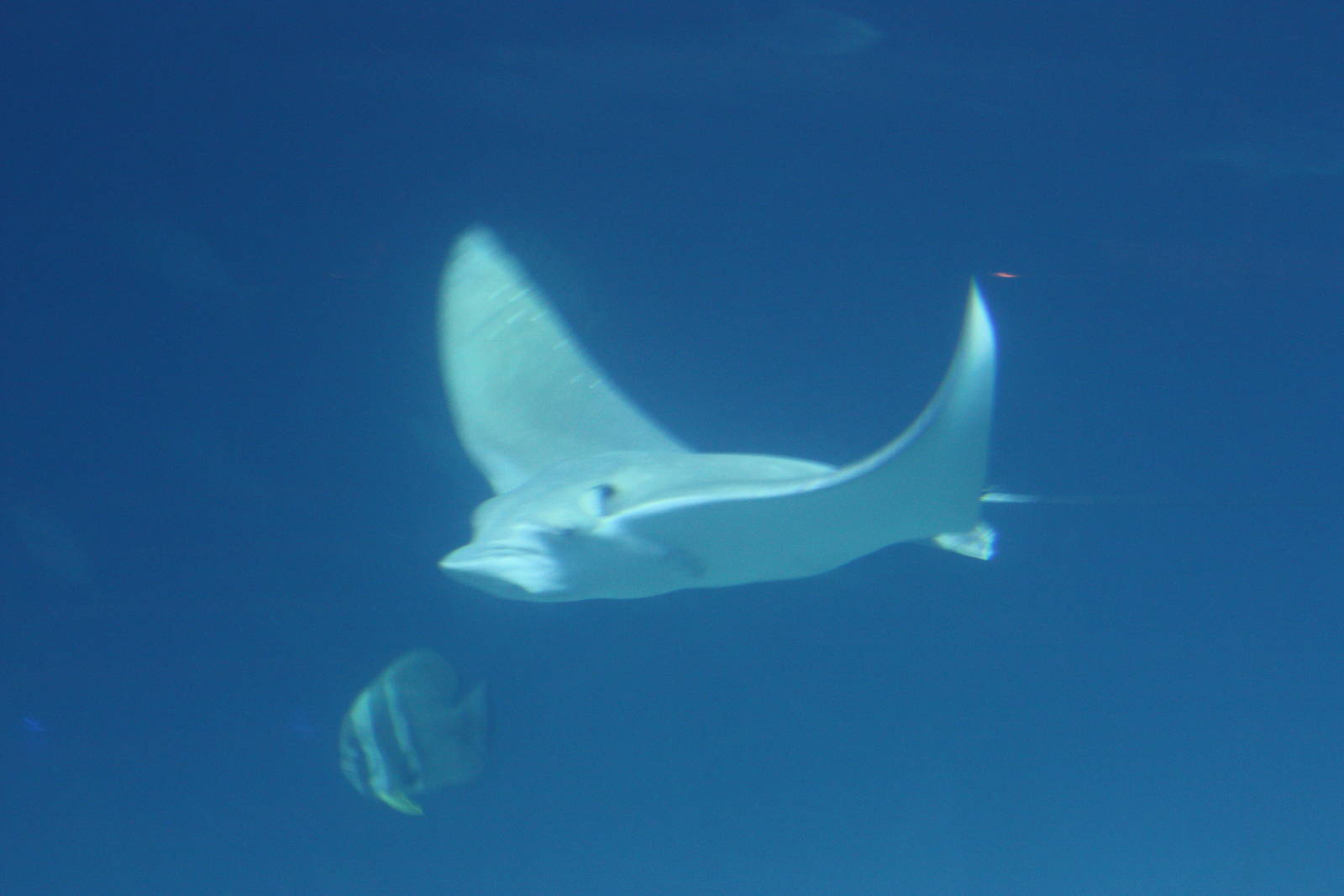 National Museum of Marine Biology and Aquarium
