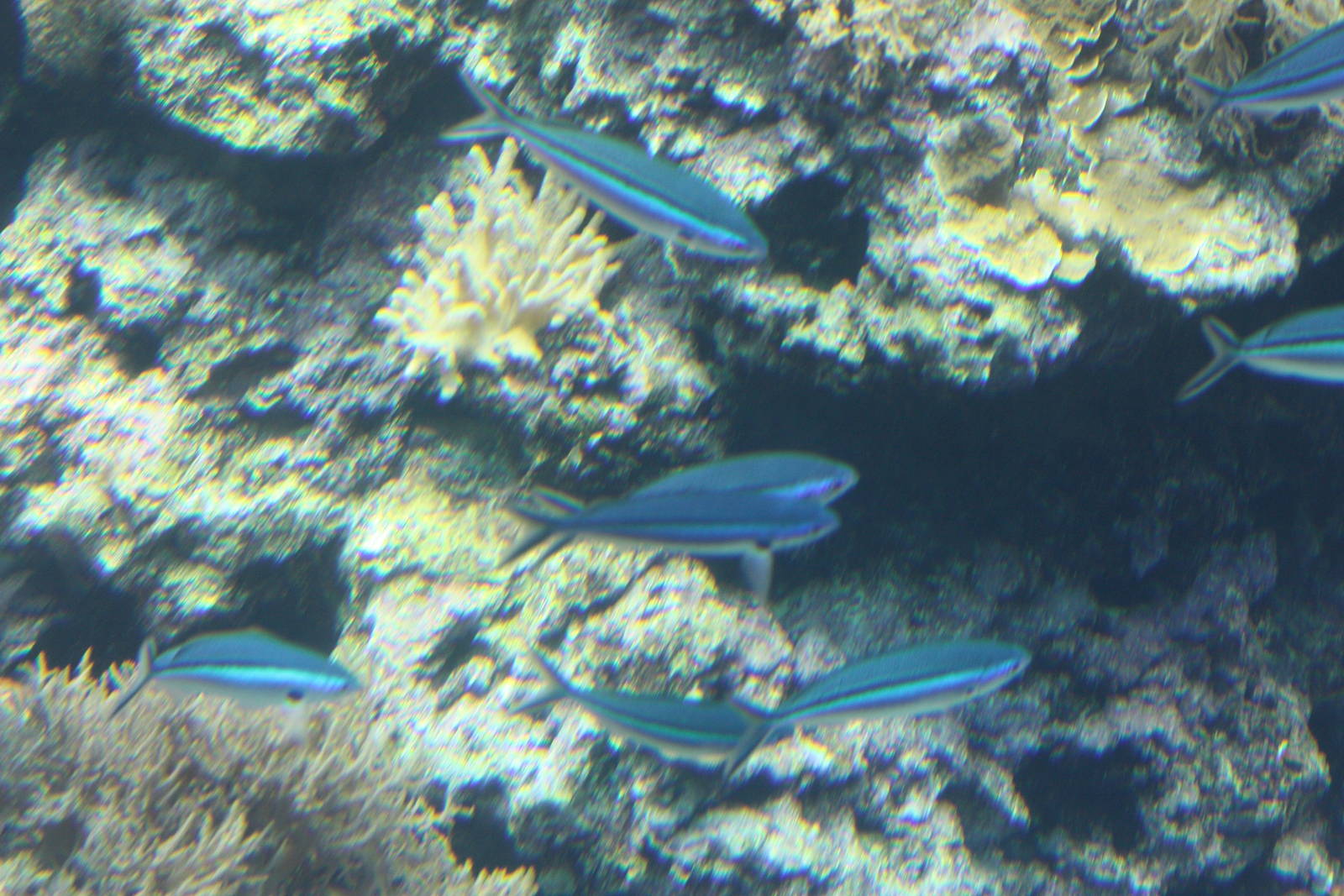 National Museum of Marine Biology and Aquarium