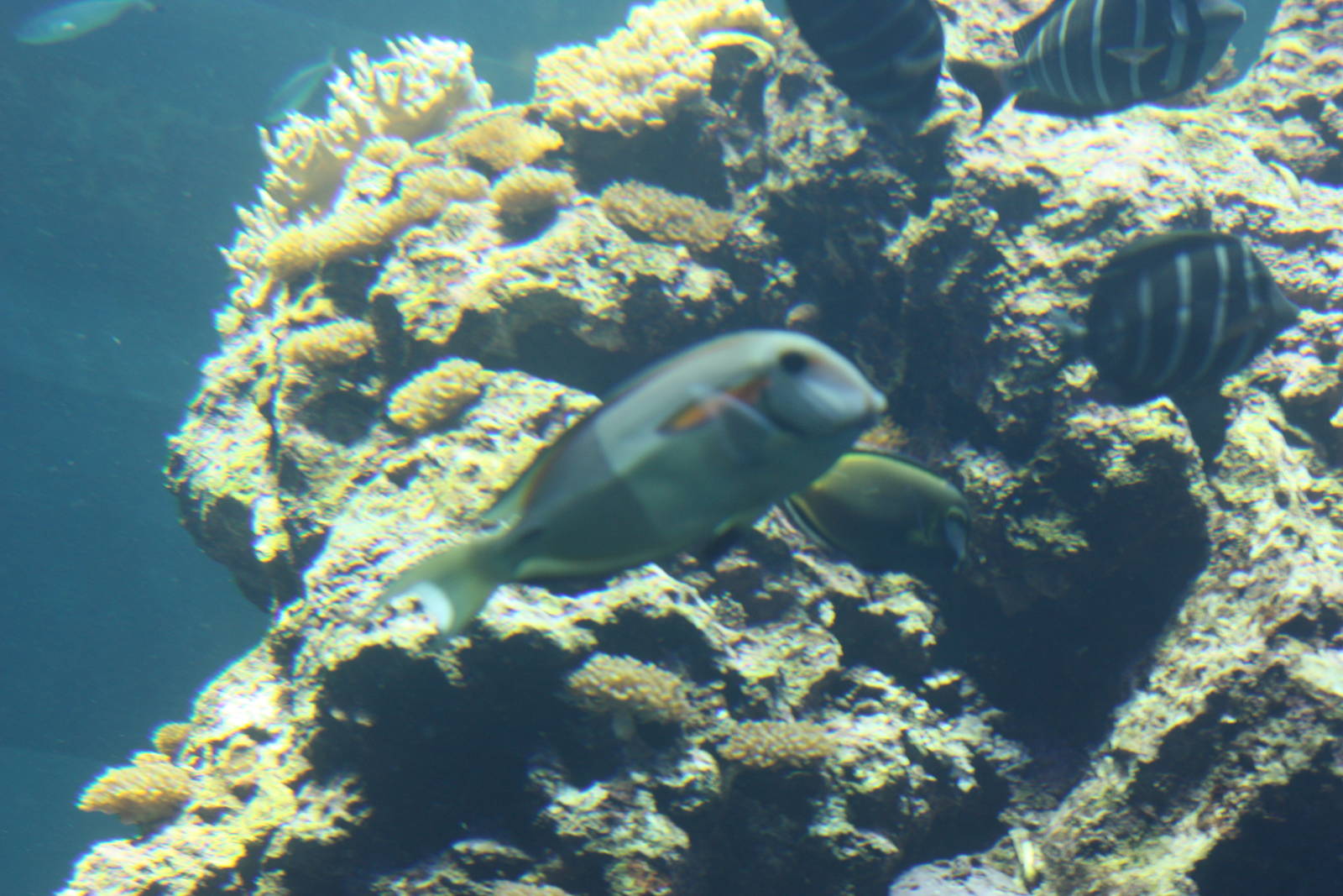 National Museum of Marine Biology and Aquarium