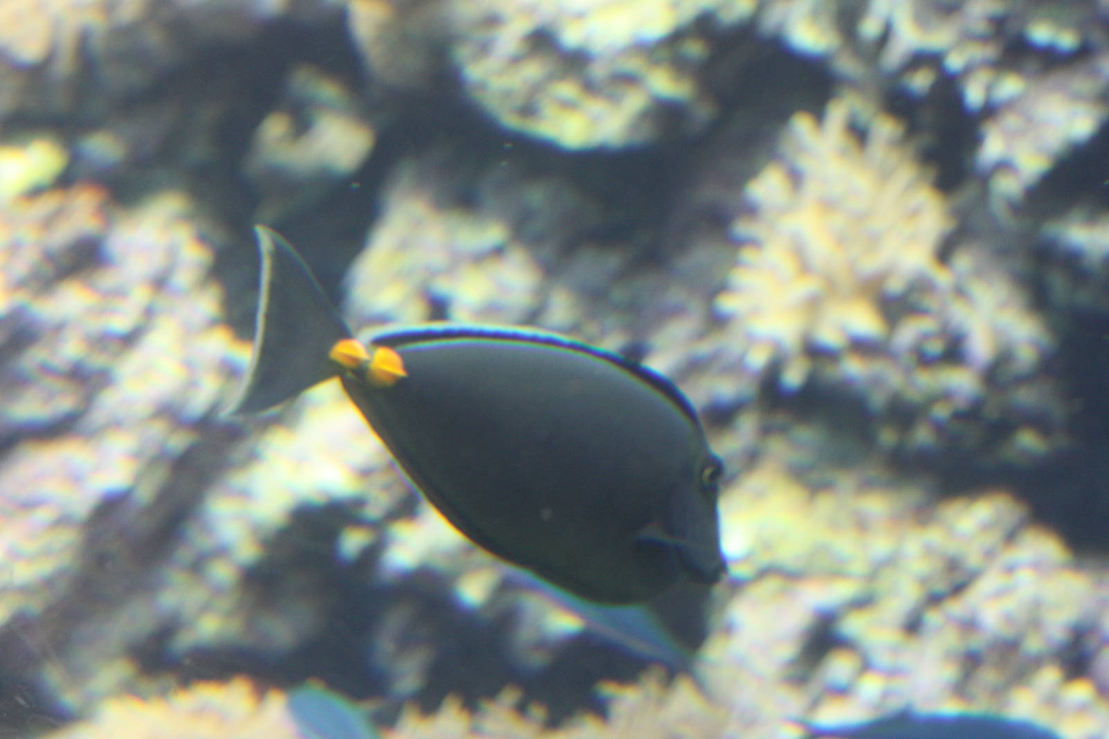 National Museum of Marine Biology and Aquarium