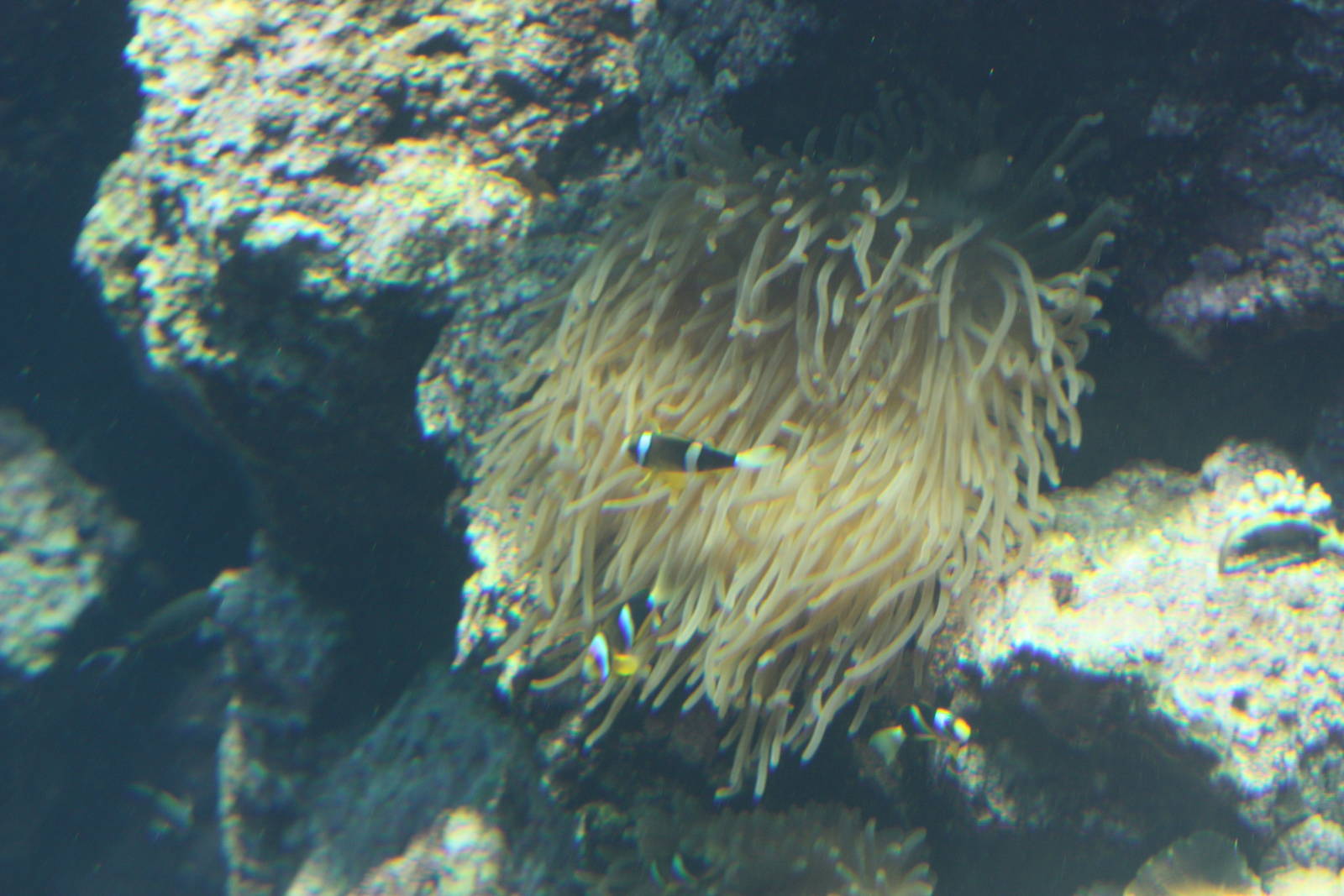 National Museum of Marine Biology and Aquarium