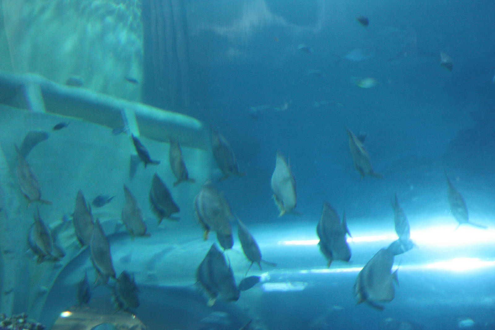 National Museum of Marine Biology and Aquarium