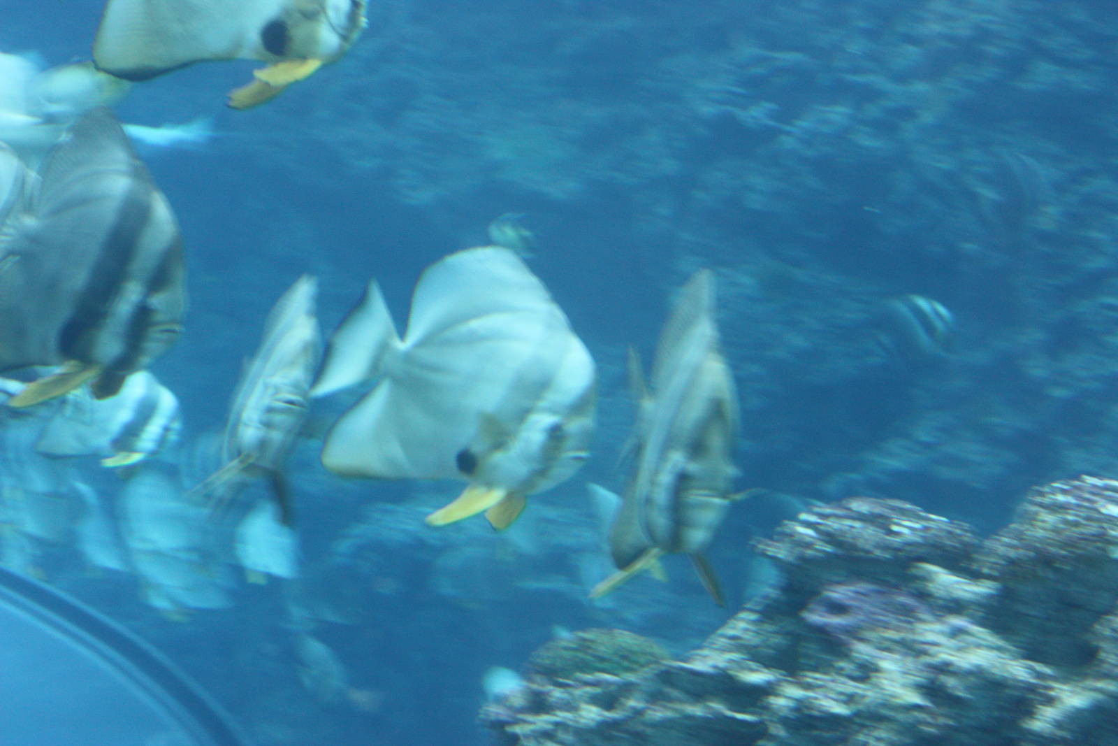 National Museum of Marine Biology and Aquarium
