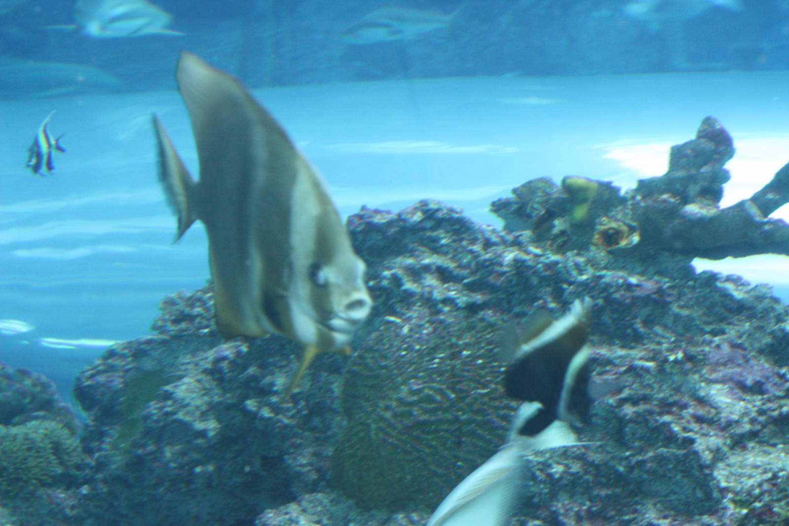 National Museum of Marine Biology and Aquarium