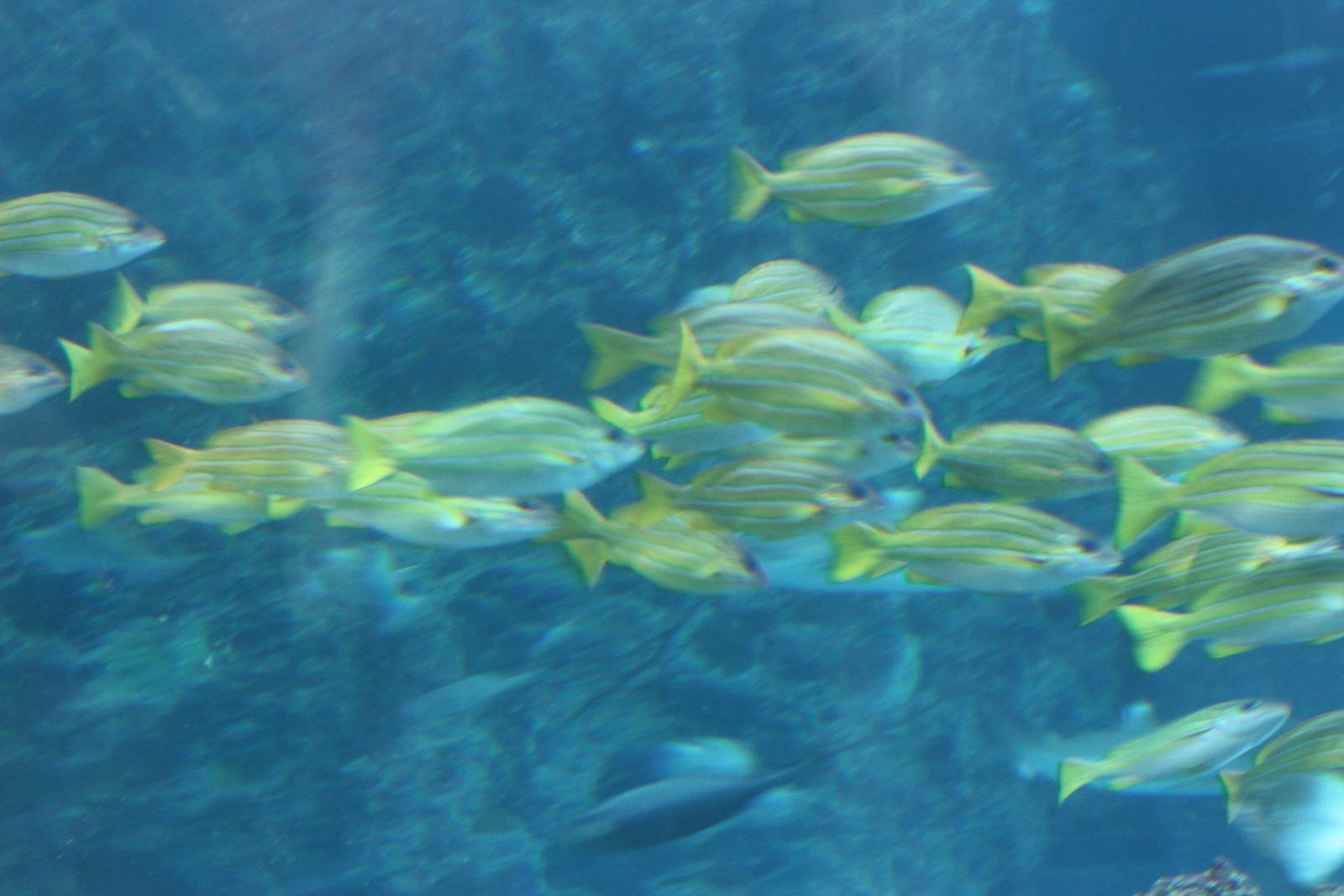 National Museum of Marine Biology and Aquarium