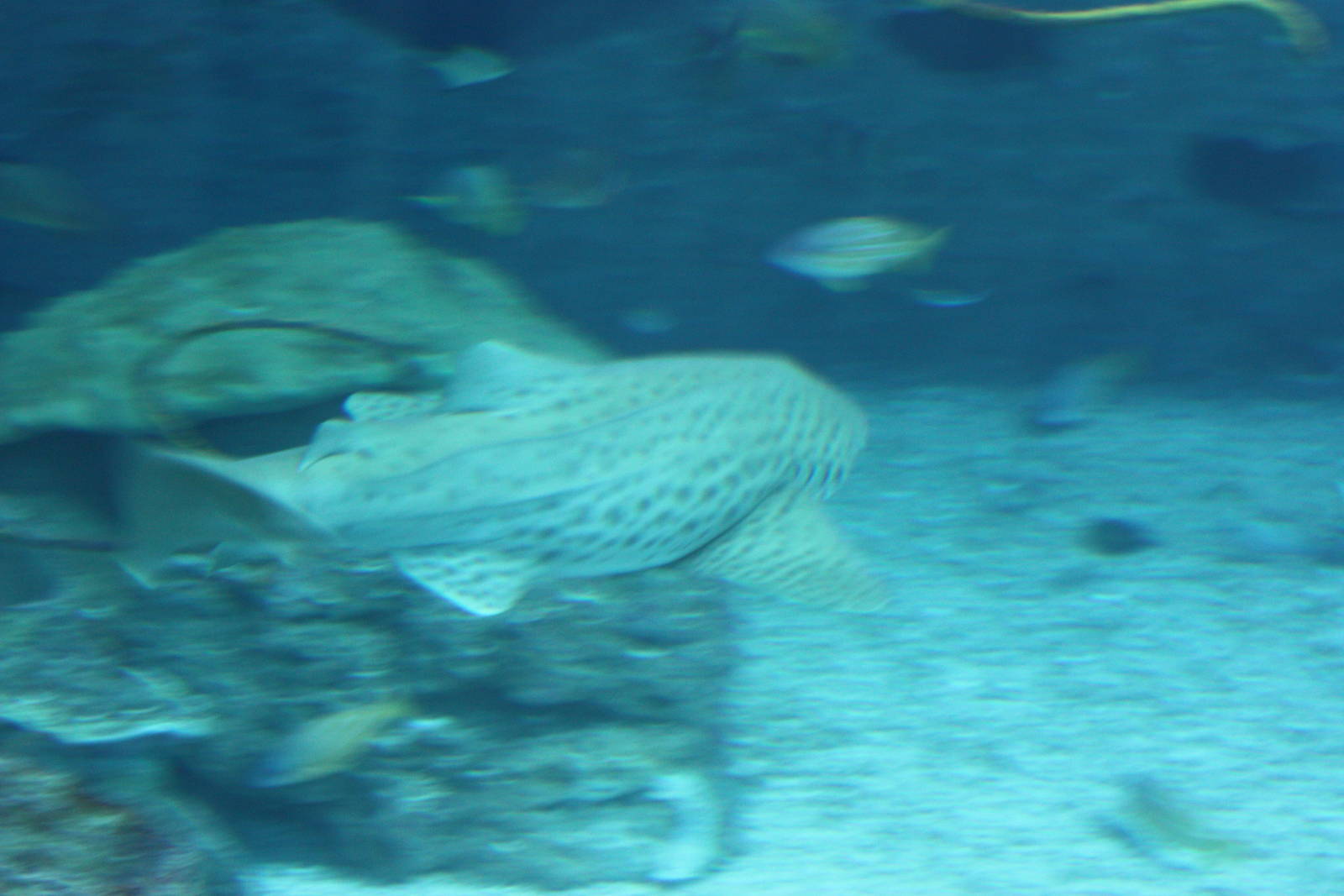 National Museum of Marine Biology and Aquarium