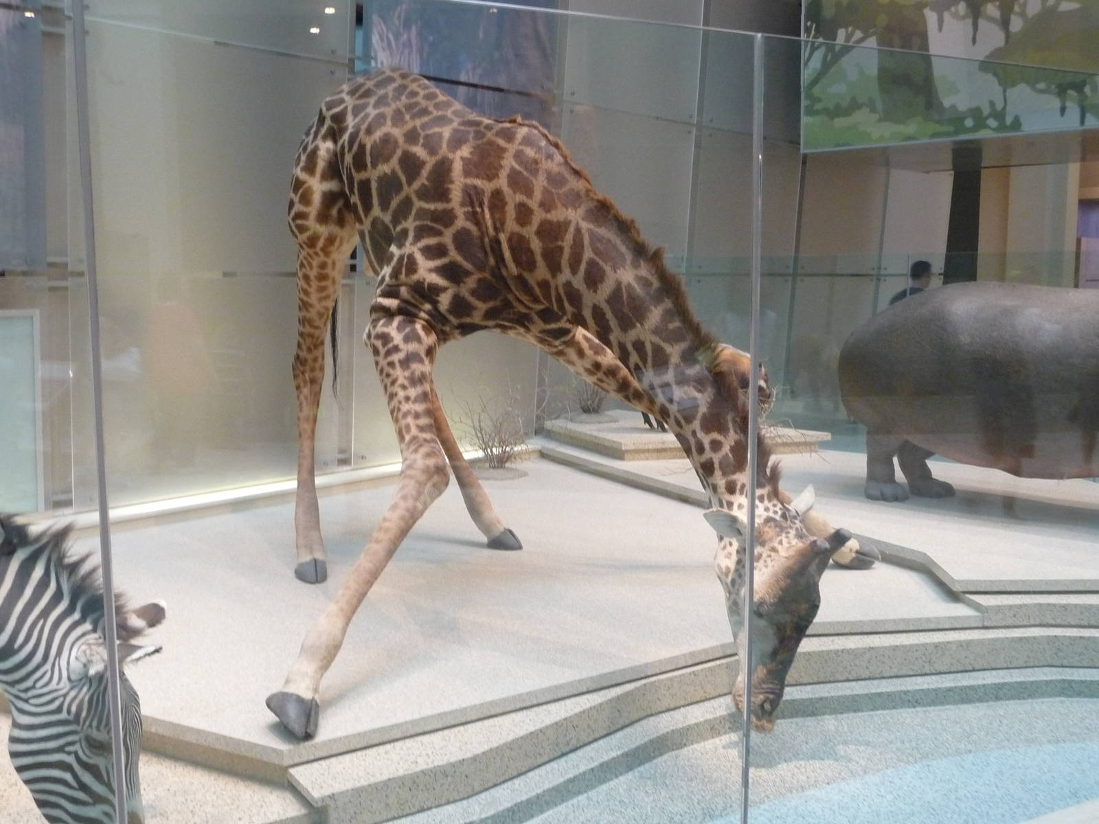 National Museum of Natural History