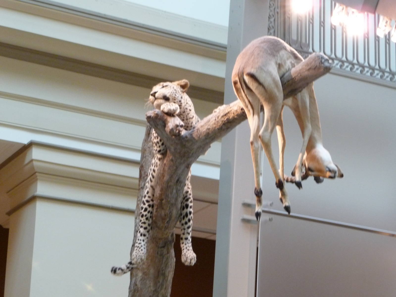 National Museum of Natural History