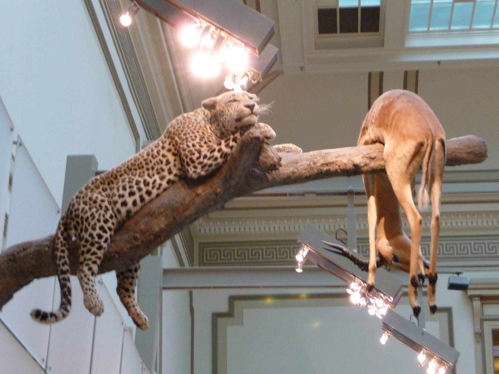 National Museum of Natural History