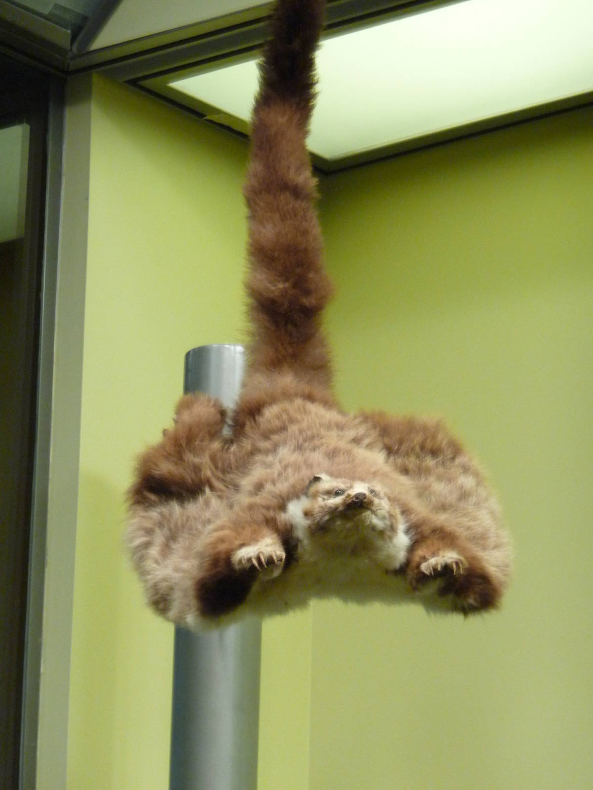 National Museum of Natural History