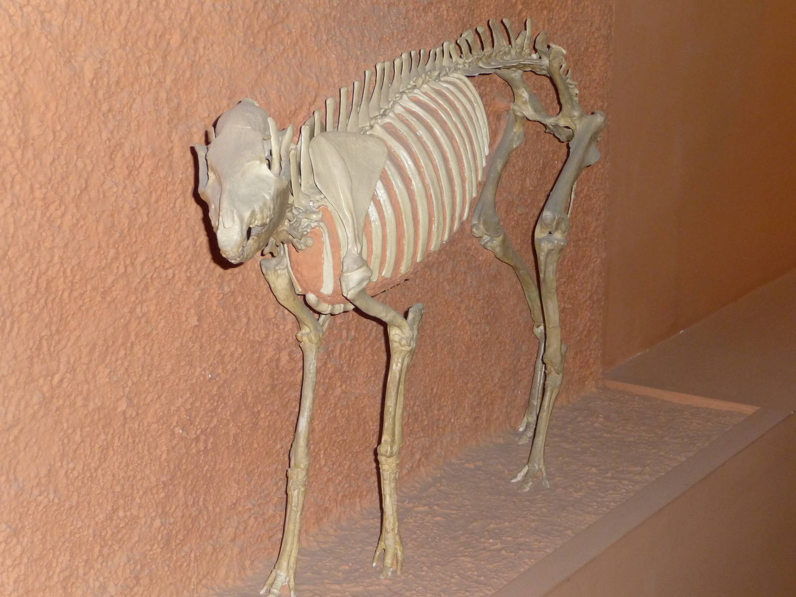 National Museum of Natural History