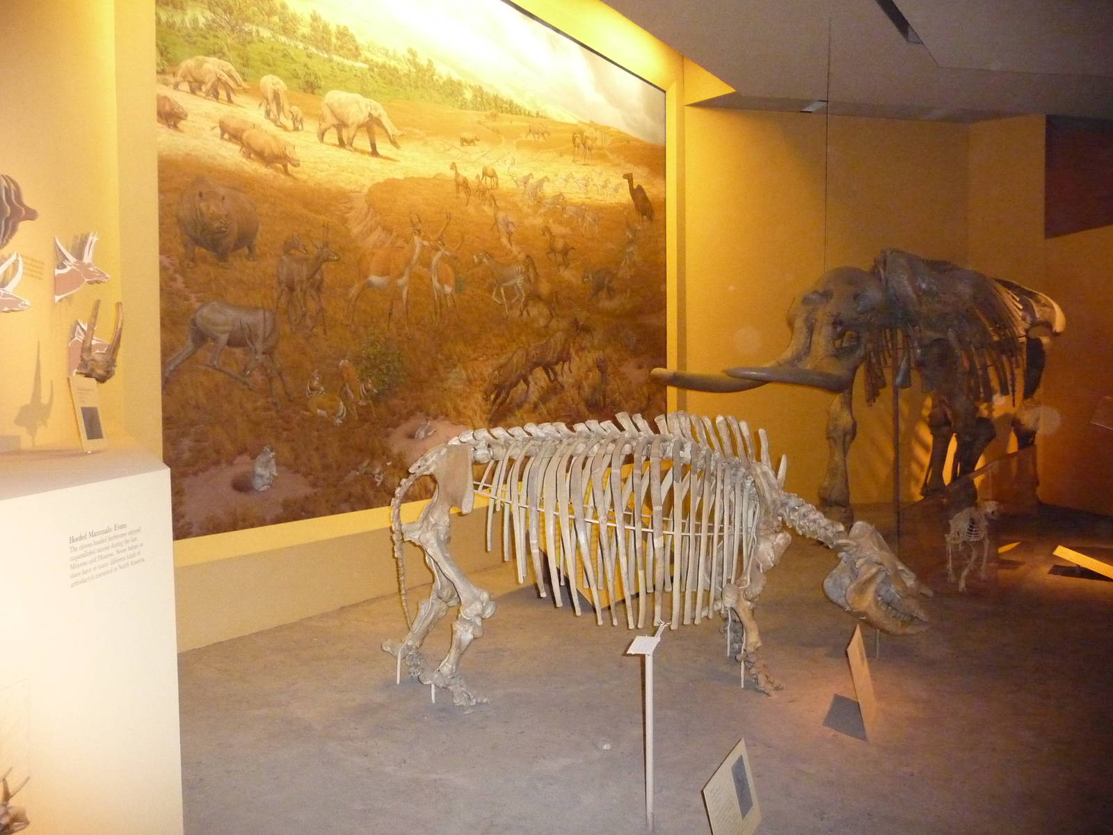 National Museum of Natural History