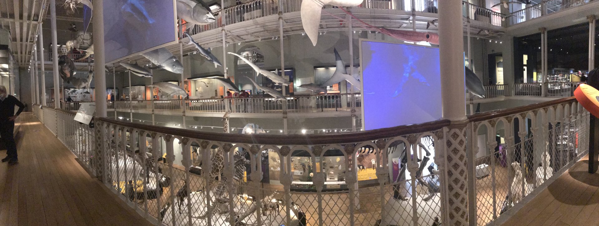 National Museum of Scotland: Animal room panorama