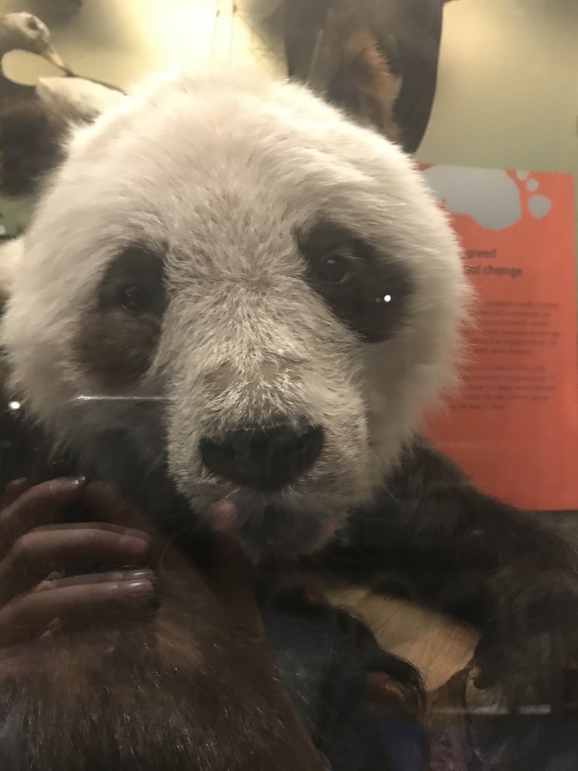 National Museum of Scotland: giant panda