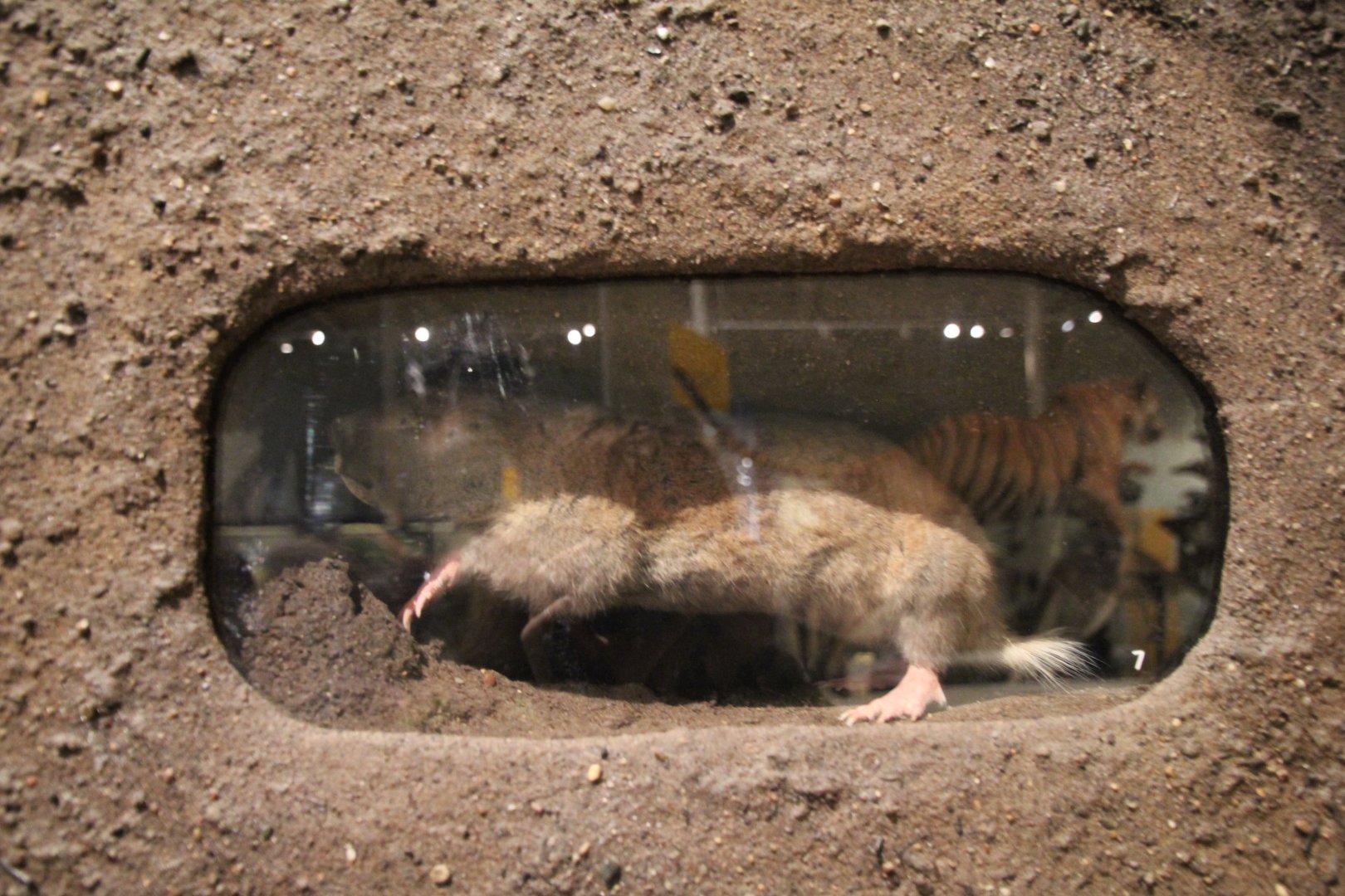 National museum of Scotland gopher taxidermy id help